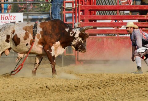 Monday Night "Chute Out" Bulls & Barrels Rodeo