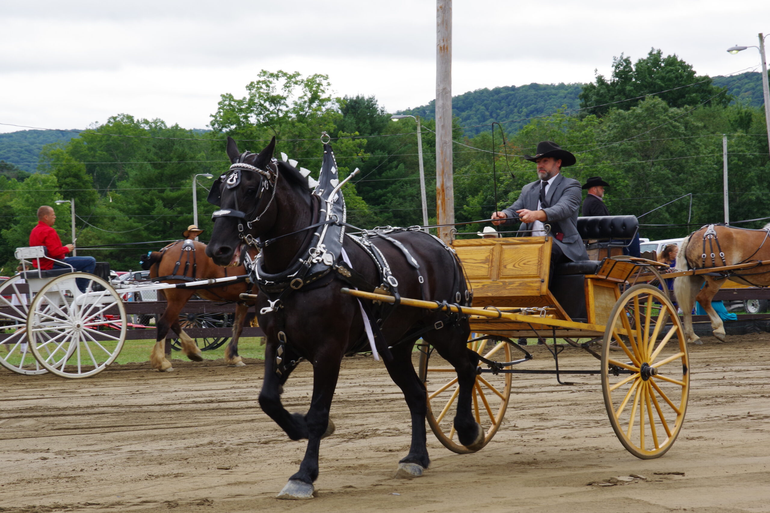 Draft Horse Show